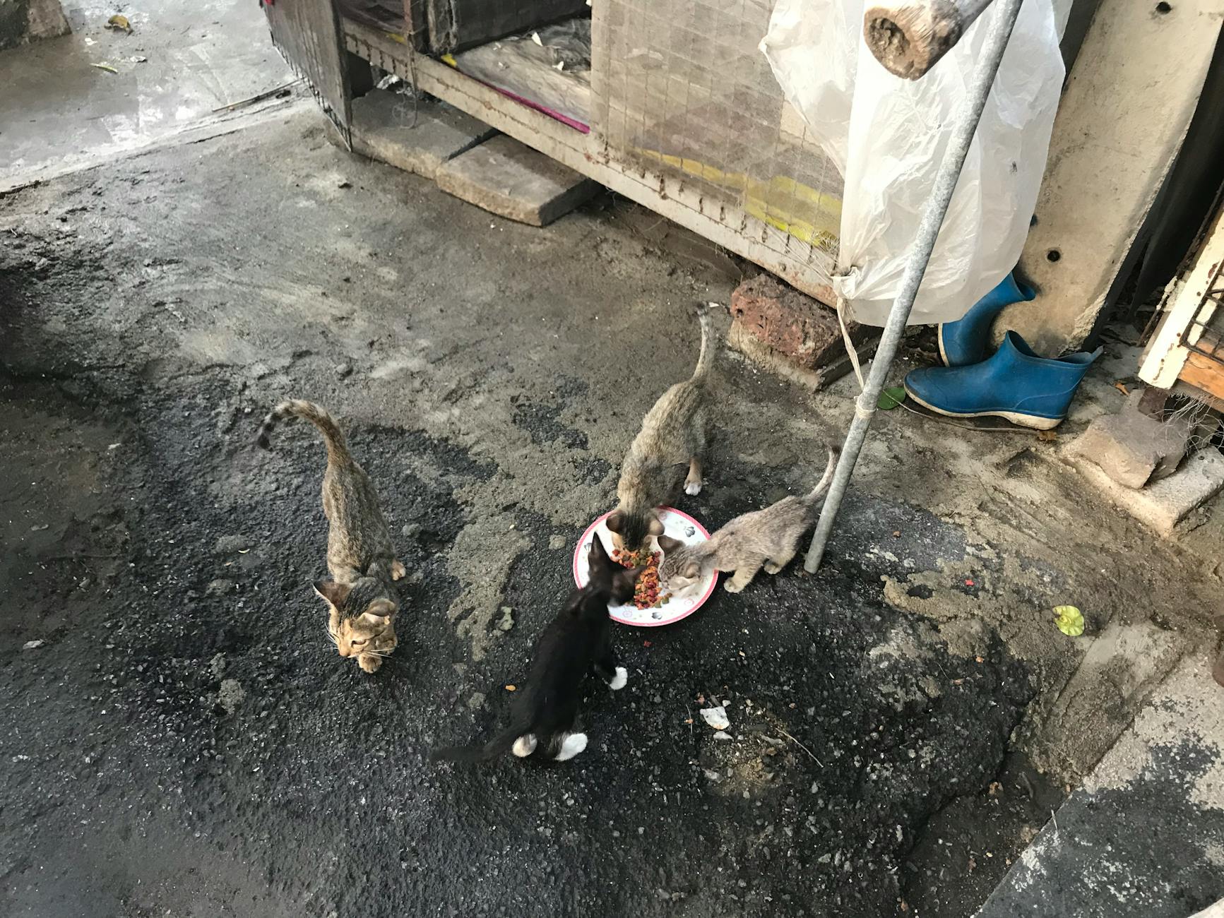 Sony's GOAT Film Debuts First All-Disability Loop Group